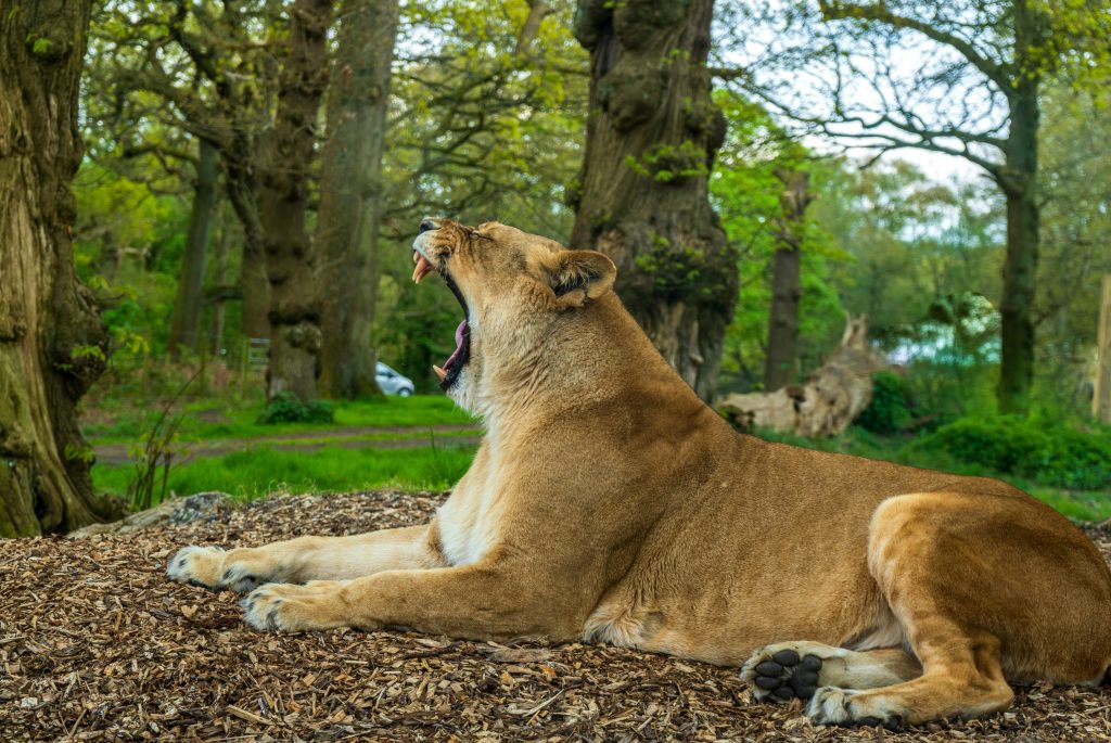 Knowsley Safari Park