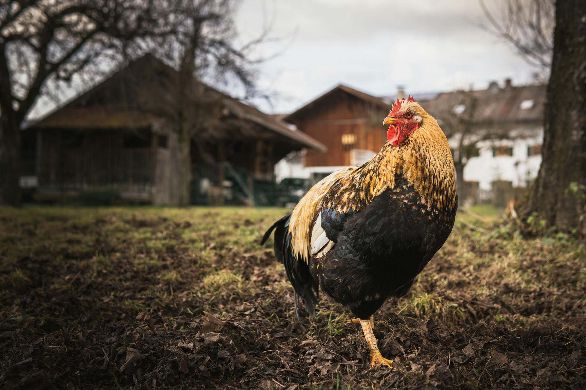 photo of a black and yellow rooster